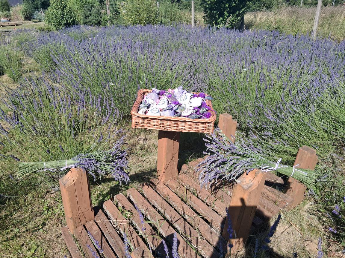 Levandule  Morava