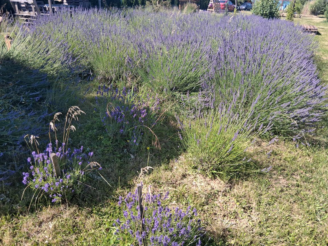 Levandule Morava Levandule Morava