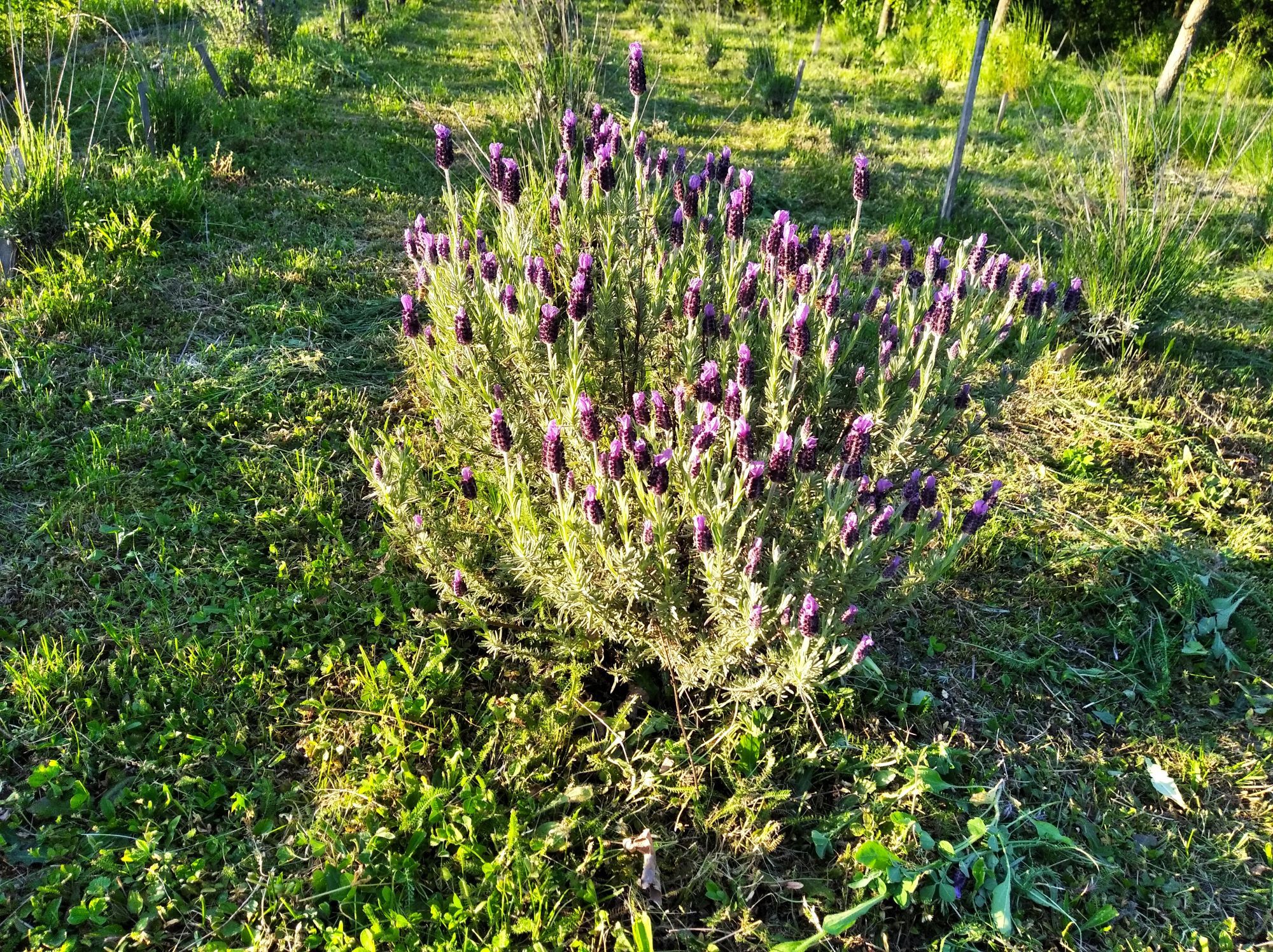 Levandulová farma Tupesy, prodej výrobků z levandule z Moravy. Úspěch-10.5.2024 vykvetly první květy.