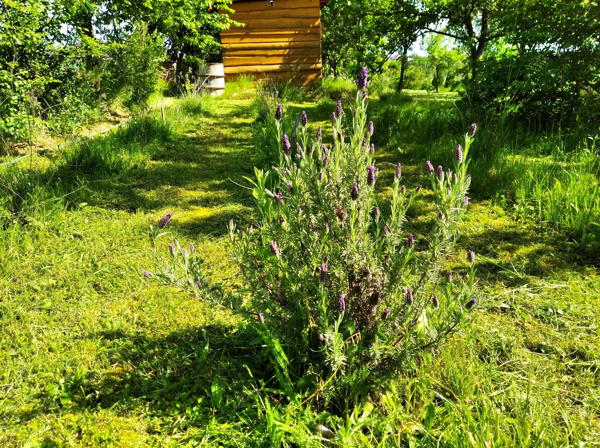 VLEVANDULI.CZ, PRODEJ VÝROBKŮ Z LEVANDULE Z MORAVY-LEVANDULOVÉ POLE 8