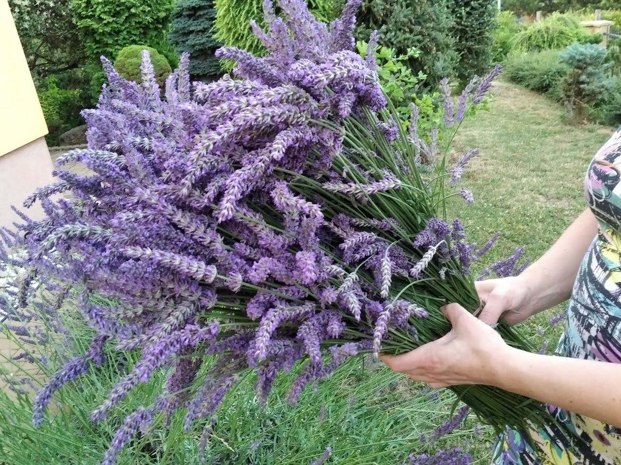 vlevanduli.cz- levandulová farma Tupesy-výrobky z levandule z Moravy